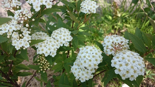 20150501.jpg